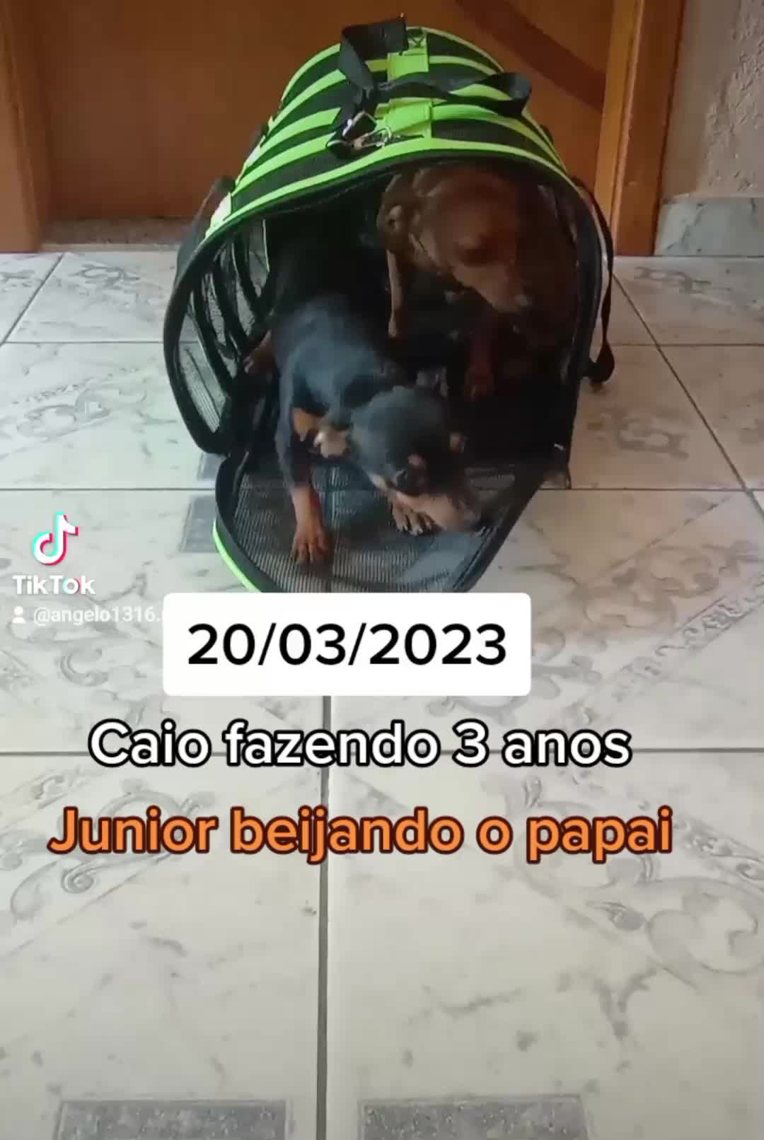 @Pinschers de Paz