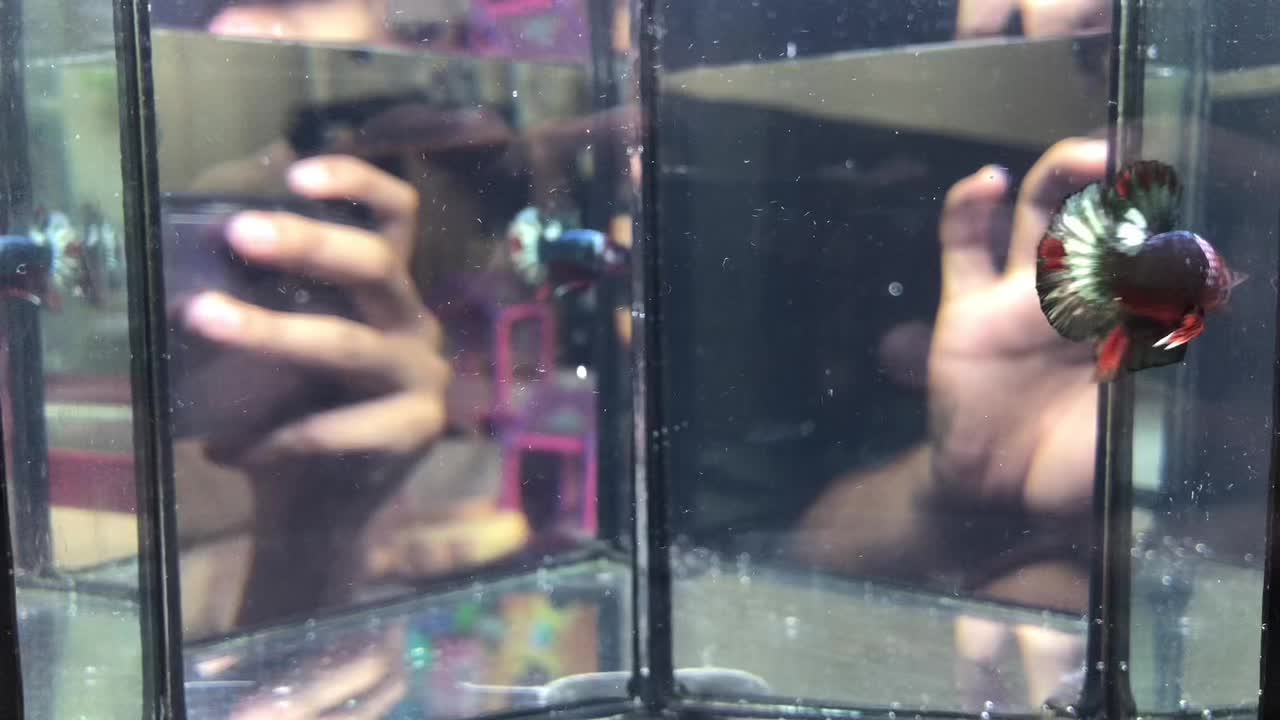 @The Betta-Buddy Shop