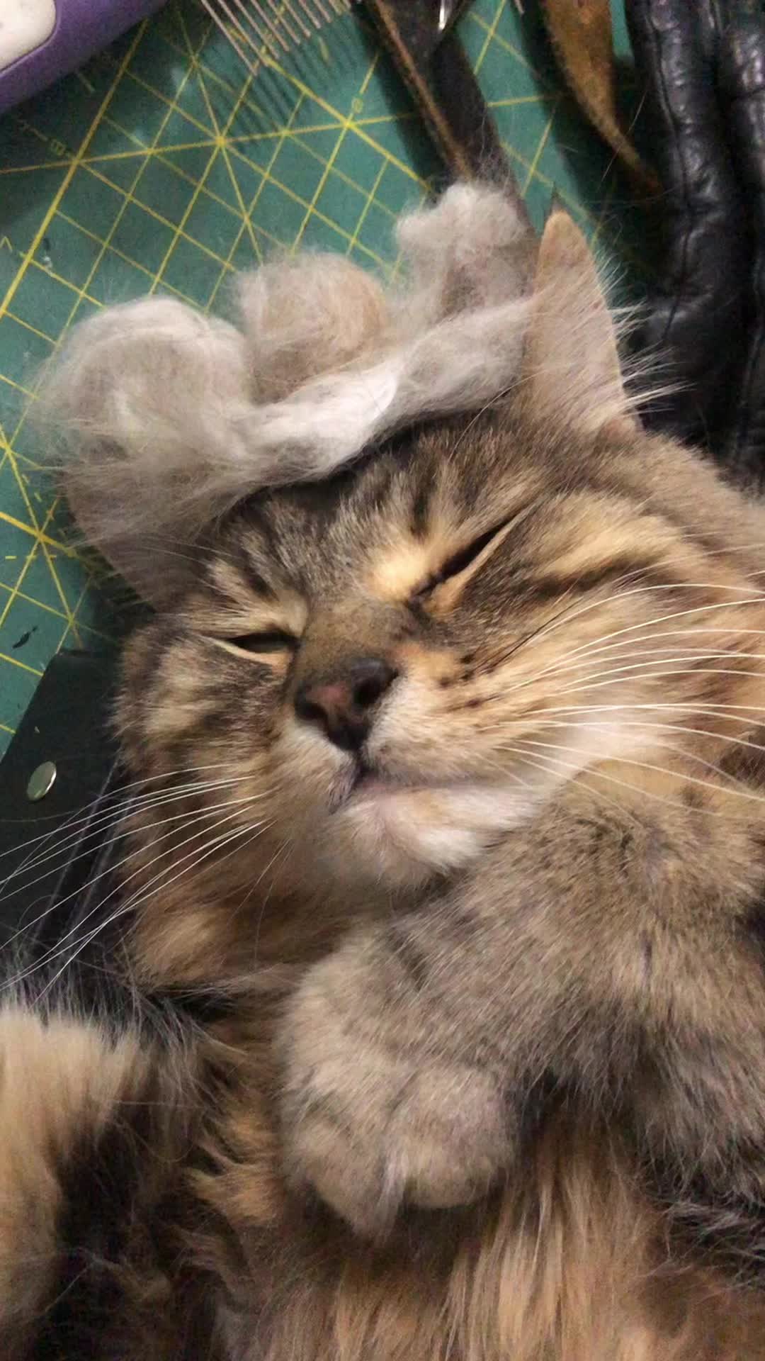 @Cricket _And_Remy