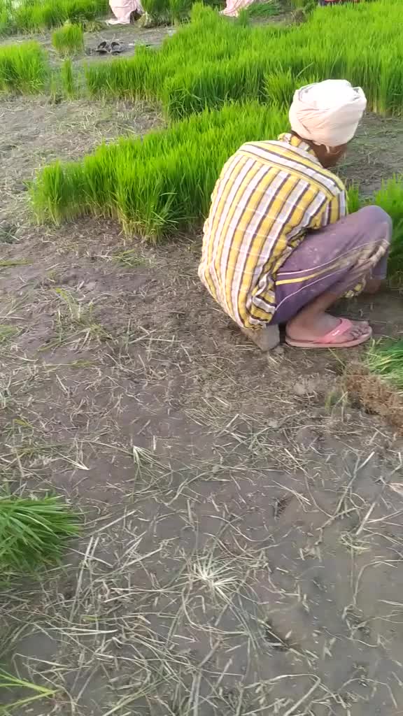 @ਸੱਤਾ ਧਮੋਟ