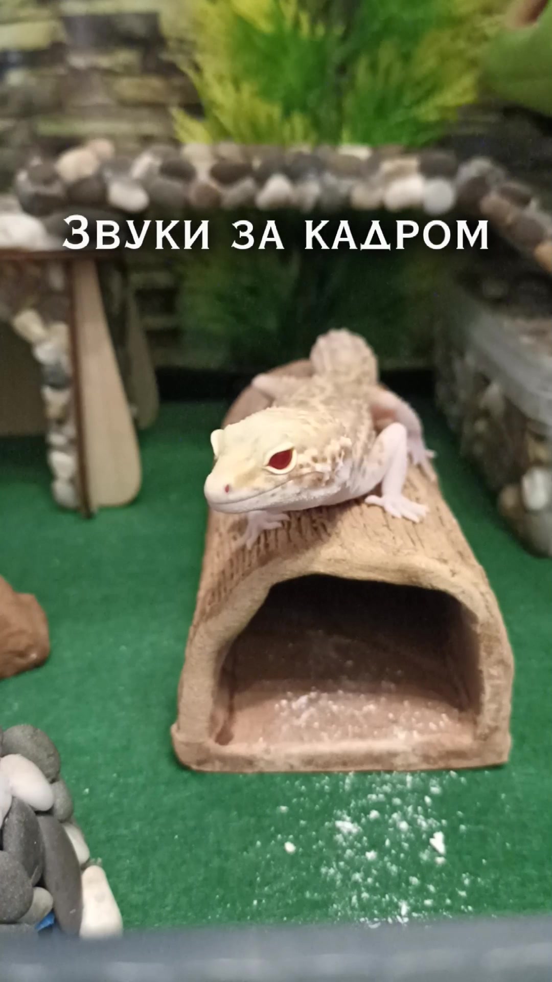 @Эублефар Мия💗