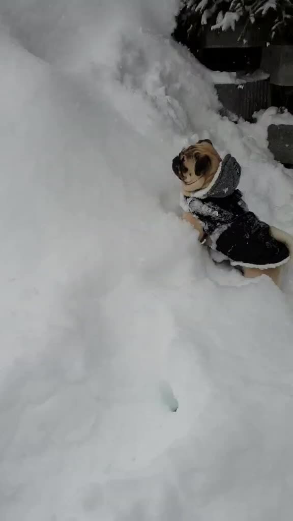 @lovelypug.kiba