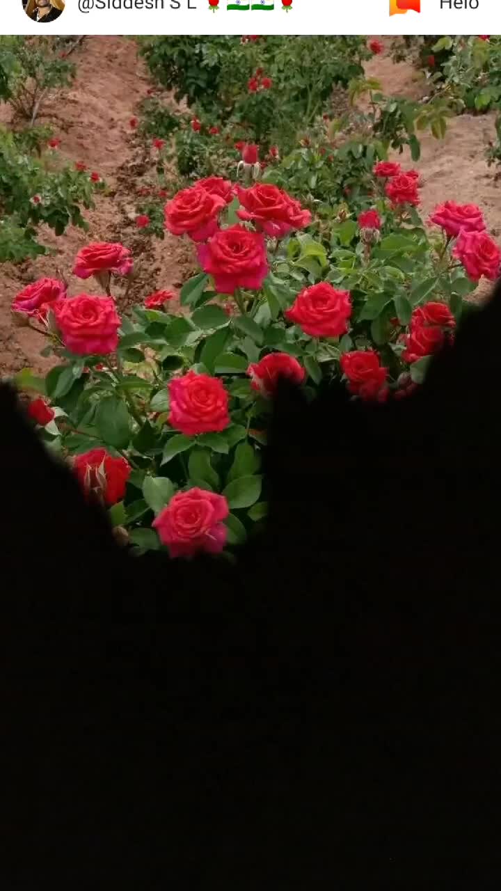 @nethraudhy