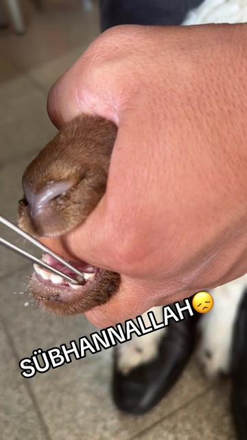 @Vet. Hek. Mehmet bozan SAMAK