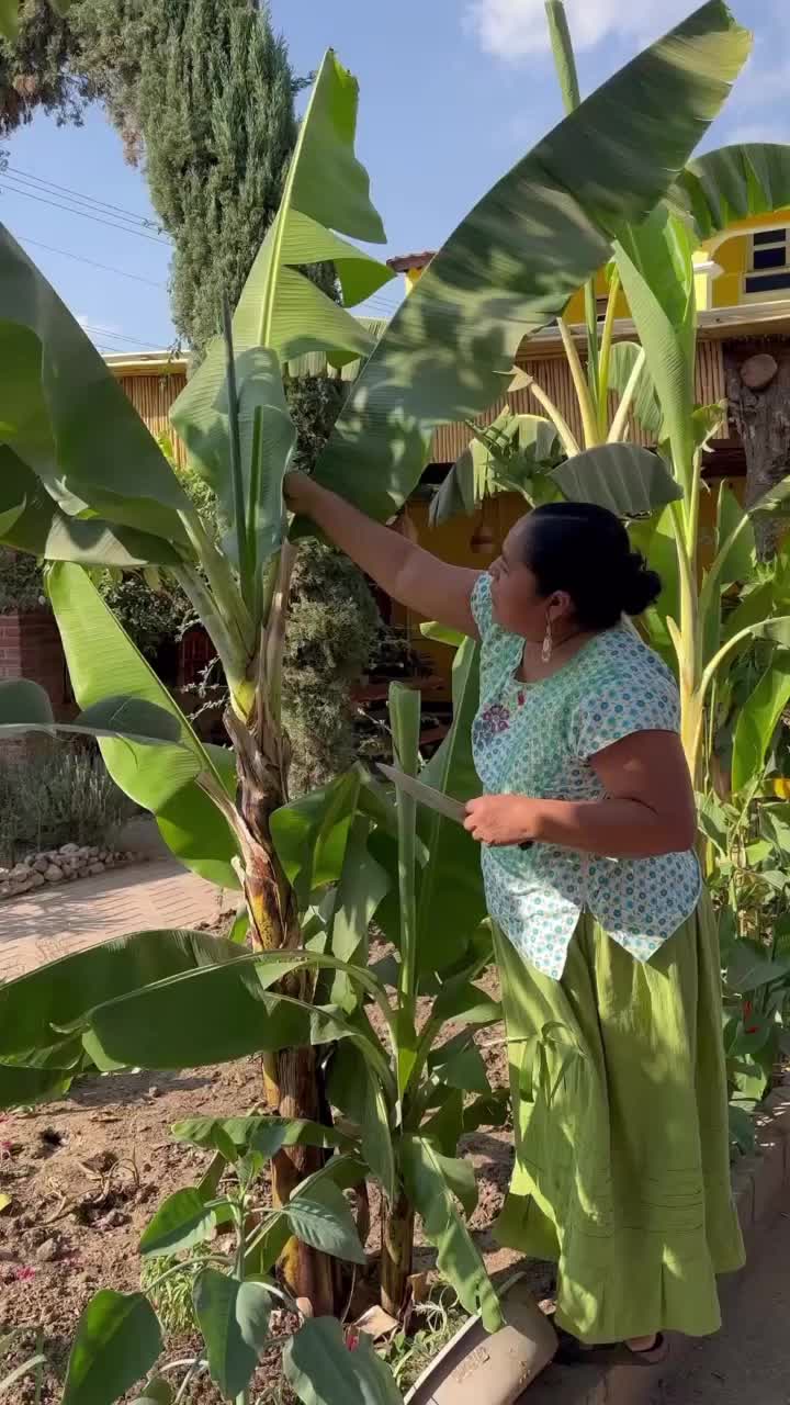 @oaxacacookingclasses