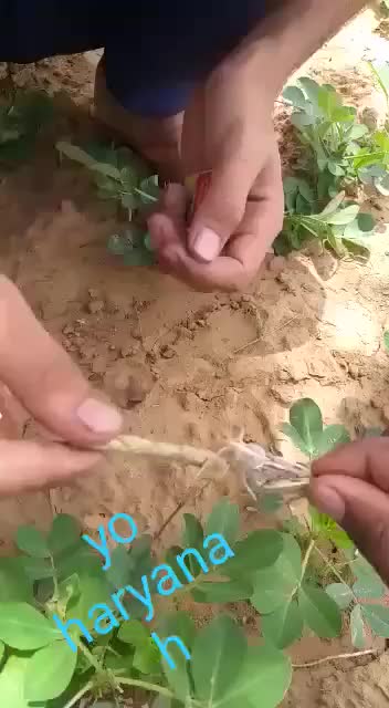 @user13025550150