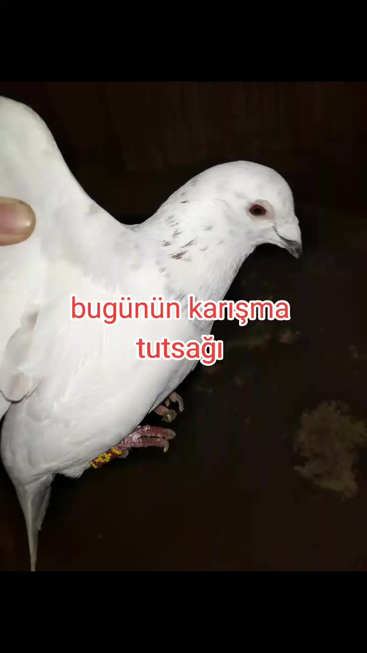 @Onur.33