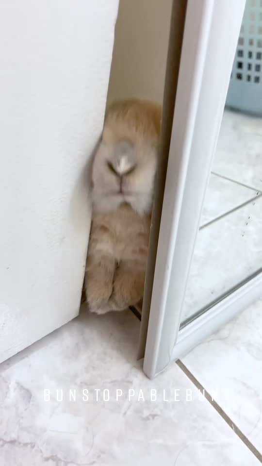 @BunBun, Mochi🌈, Chewy