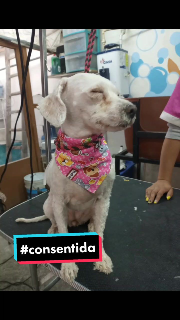 @🐶Consentidogs🐶