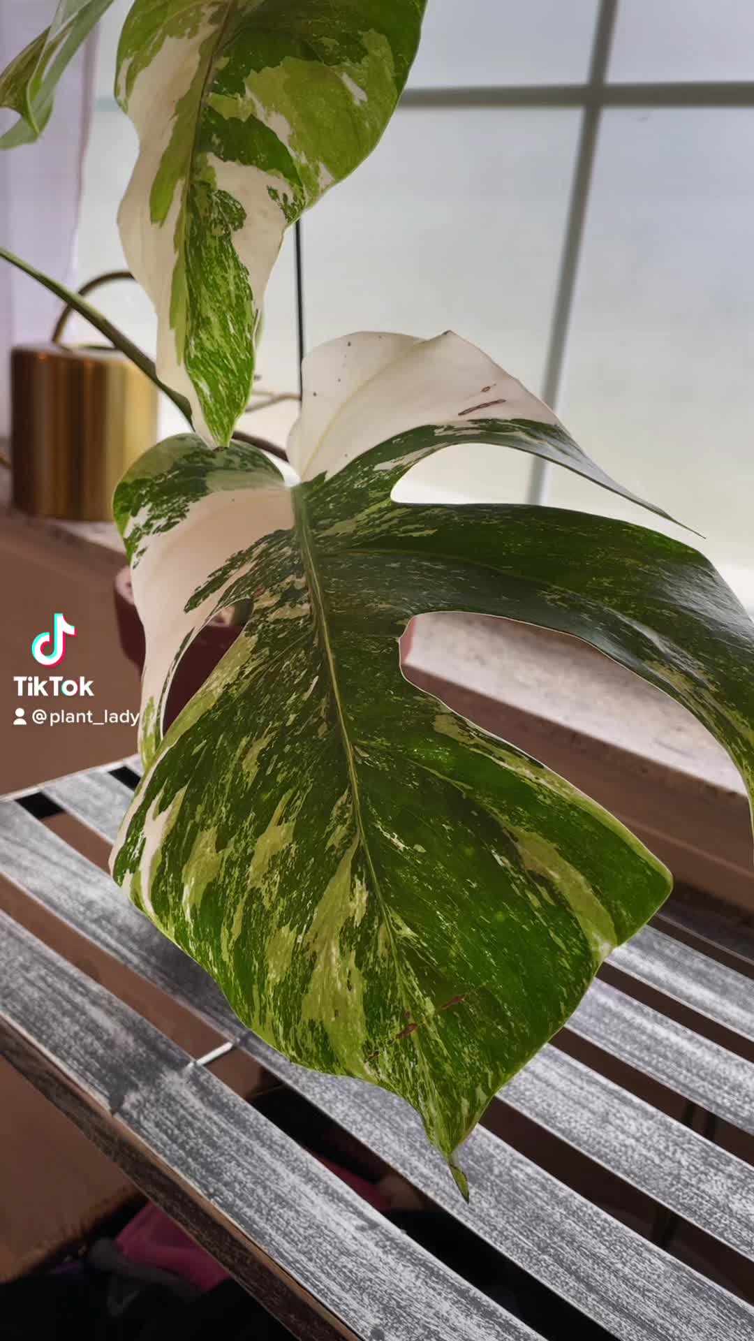 @Monstera Mom