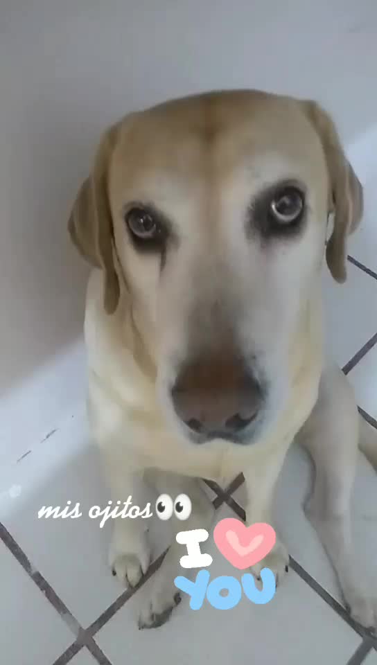 @choco _rey🐾