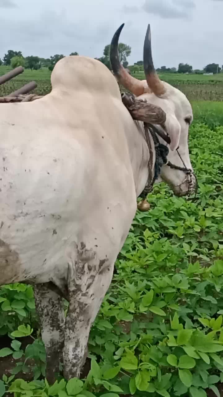 @शिवभक्त दादा कापसे