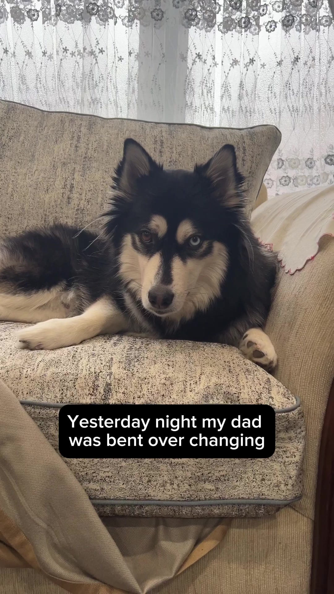 @Zeus the Pomsky🐾