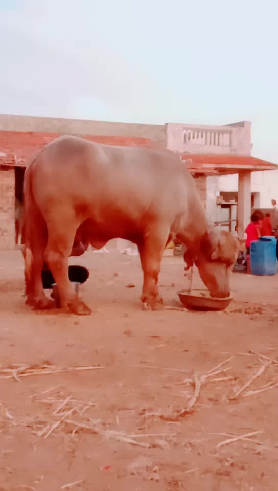@કેશુભાઈ વાધેલા