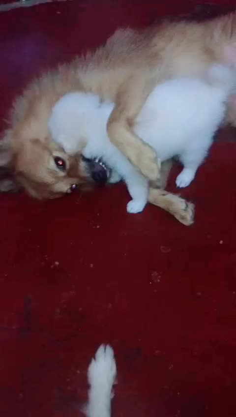 @sangeeth_sachu