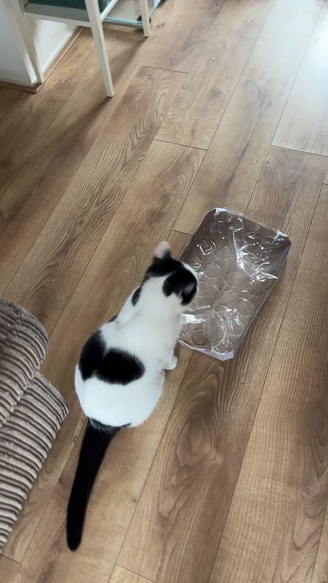 @Tootie The Cat