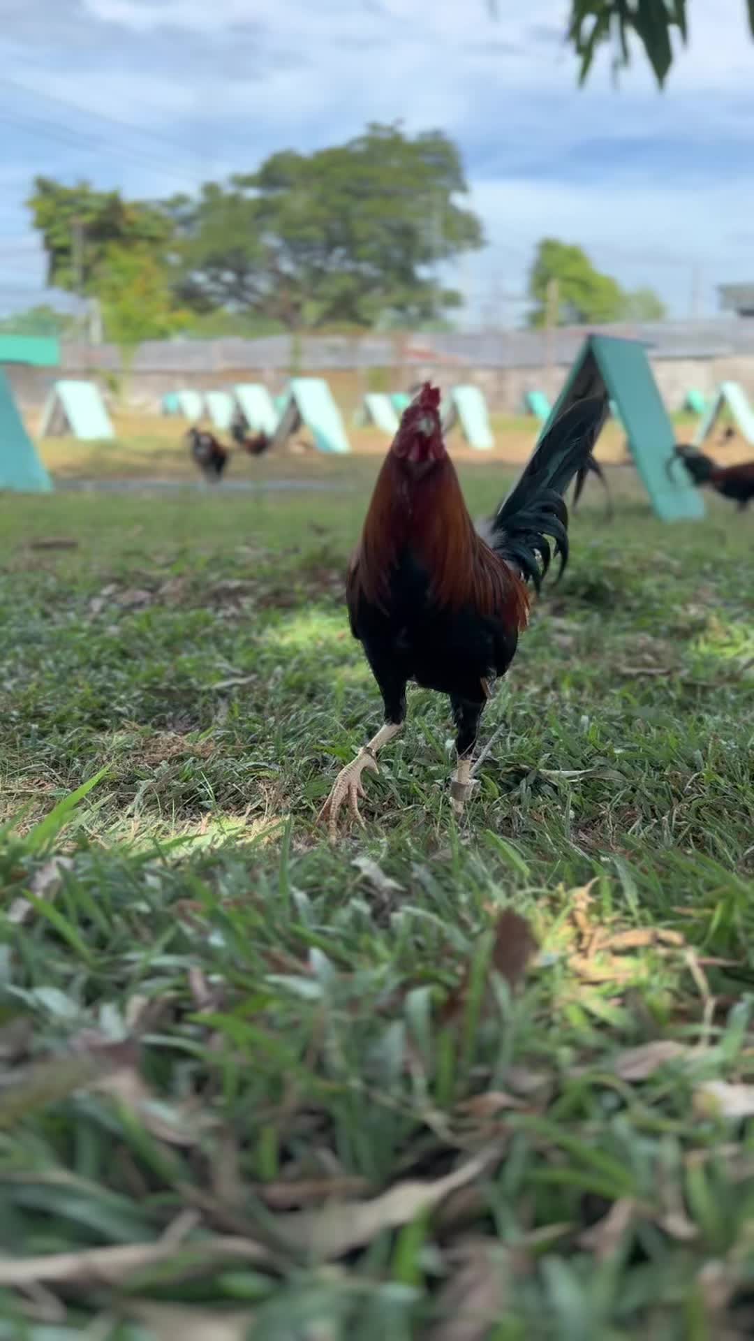 @JT ORAGON GAMEFARM