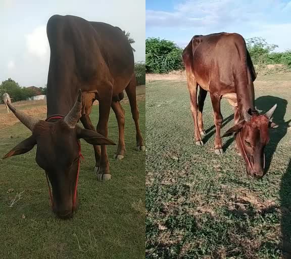 @veera kd