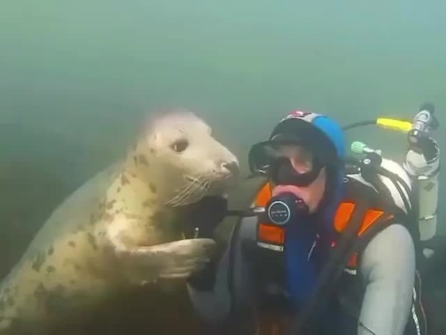 @Funny Animals World R