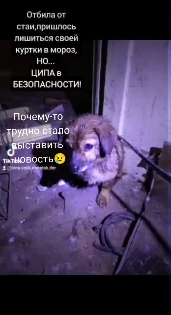 @irina.volik.donetsk.4LAPKI