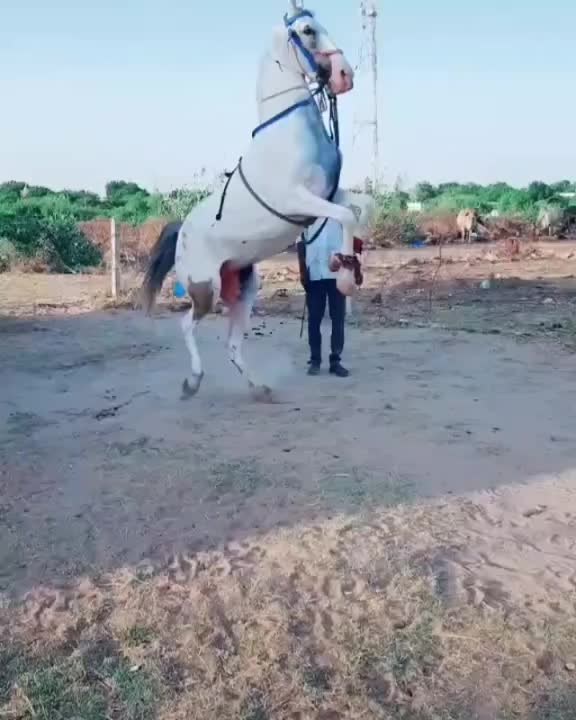 @Mansa Bhati