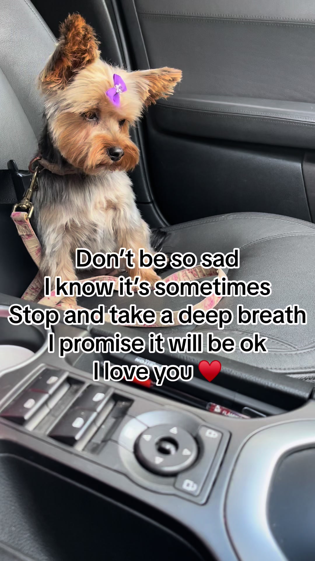 @Tinka the Yorkie