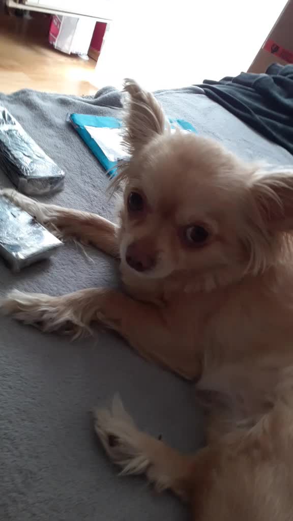 @sissi_dog