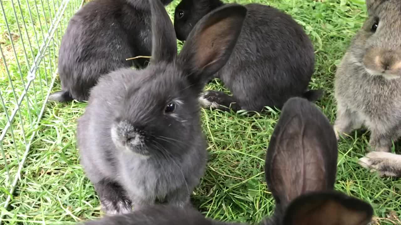 @🐾