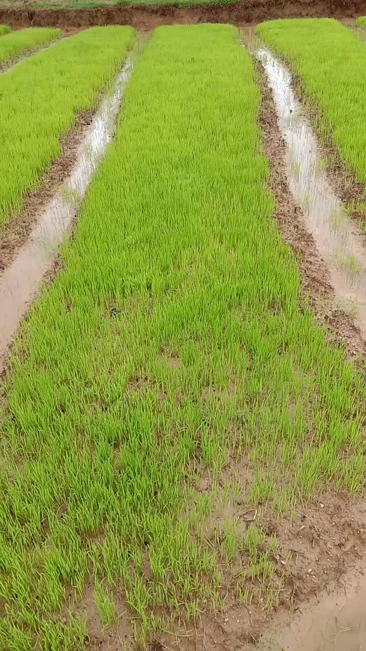 @ದೀಕ್ಷಿ ಮೂಡಿಗೆರೆ