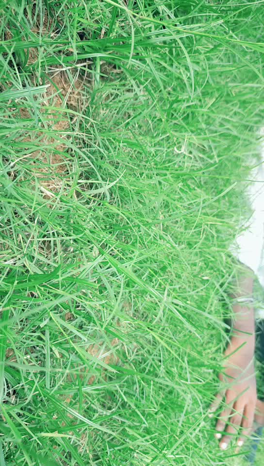 @Bhavanisankar bunny