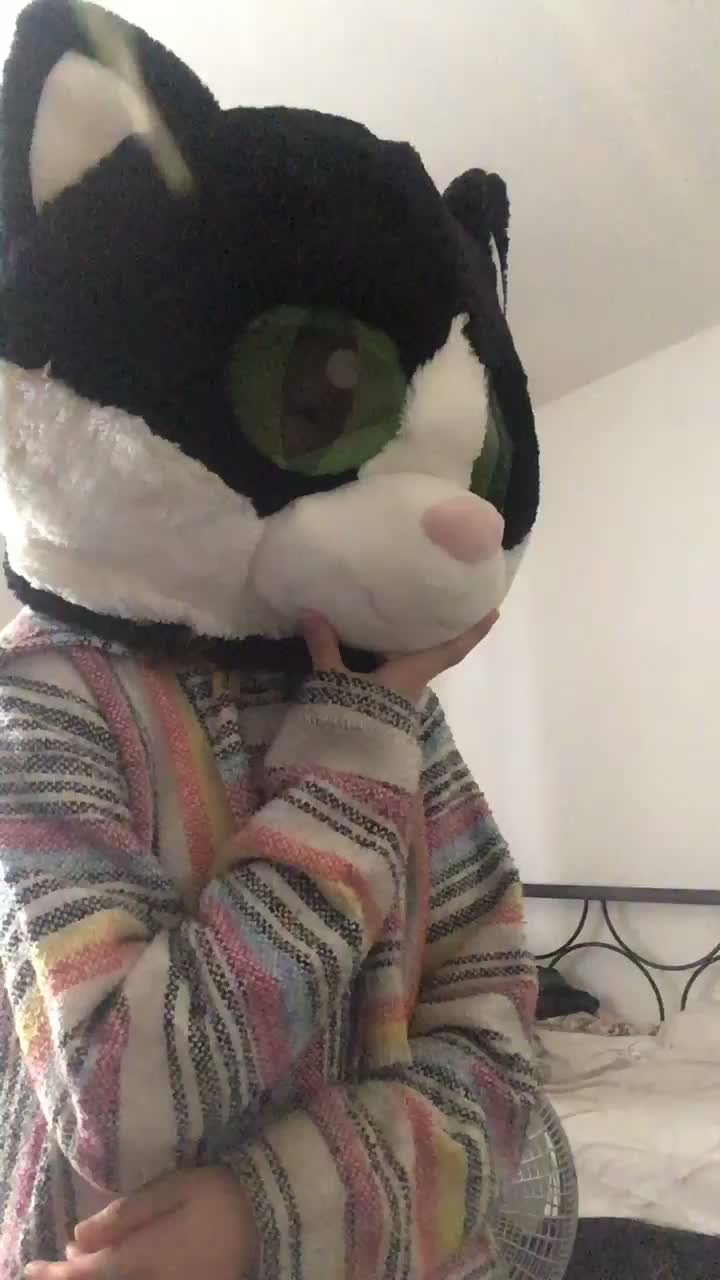 @gay.cat.furry