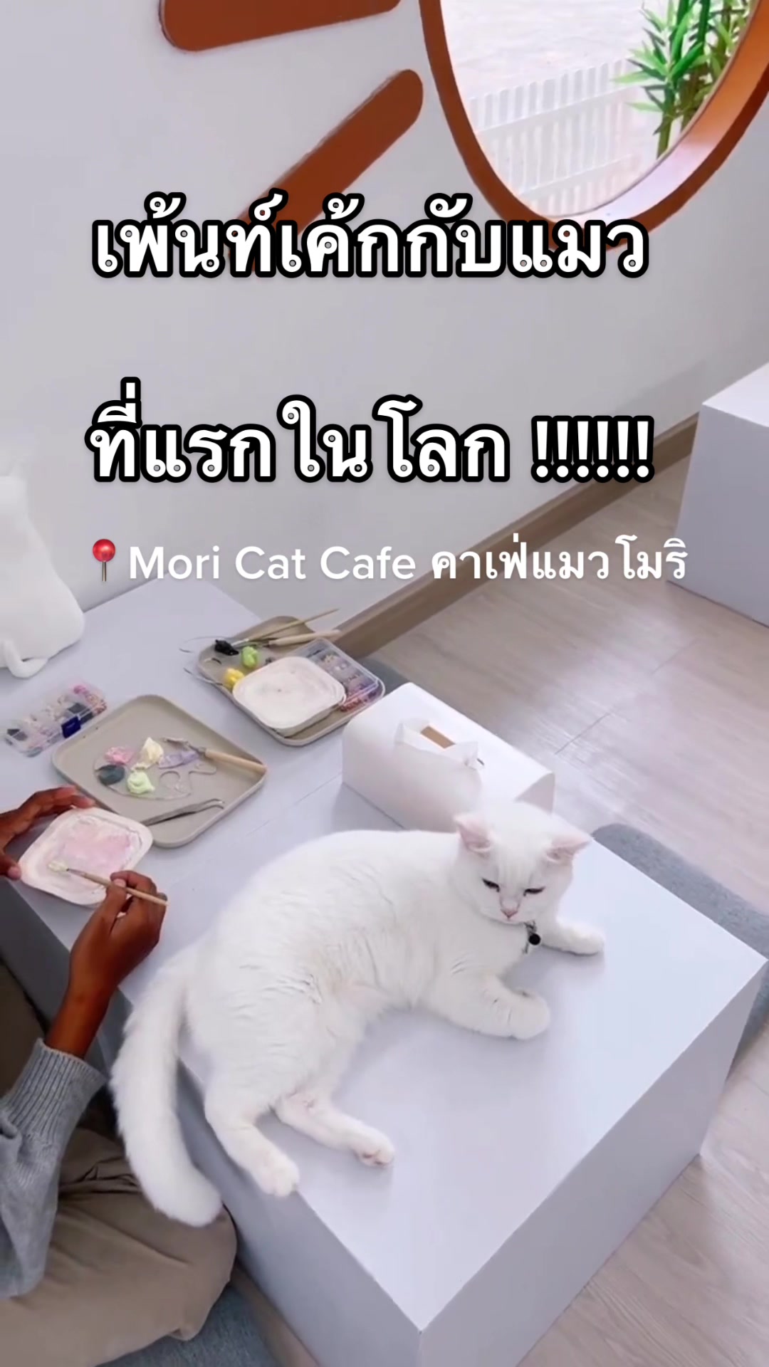 @คาเฟ่แมวโมริ Mori cat cafe'