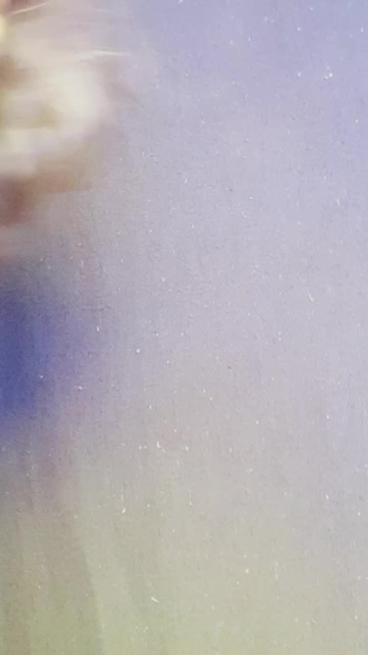 @janvi Saxena