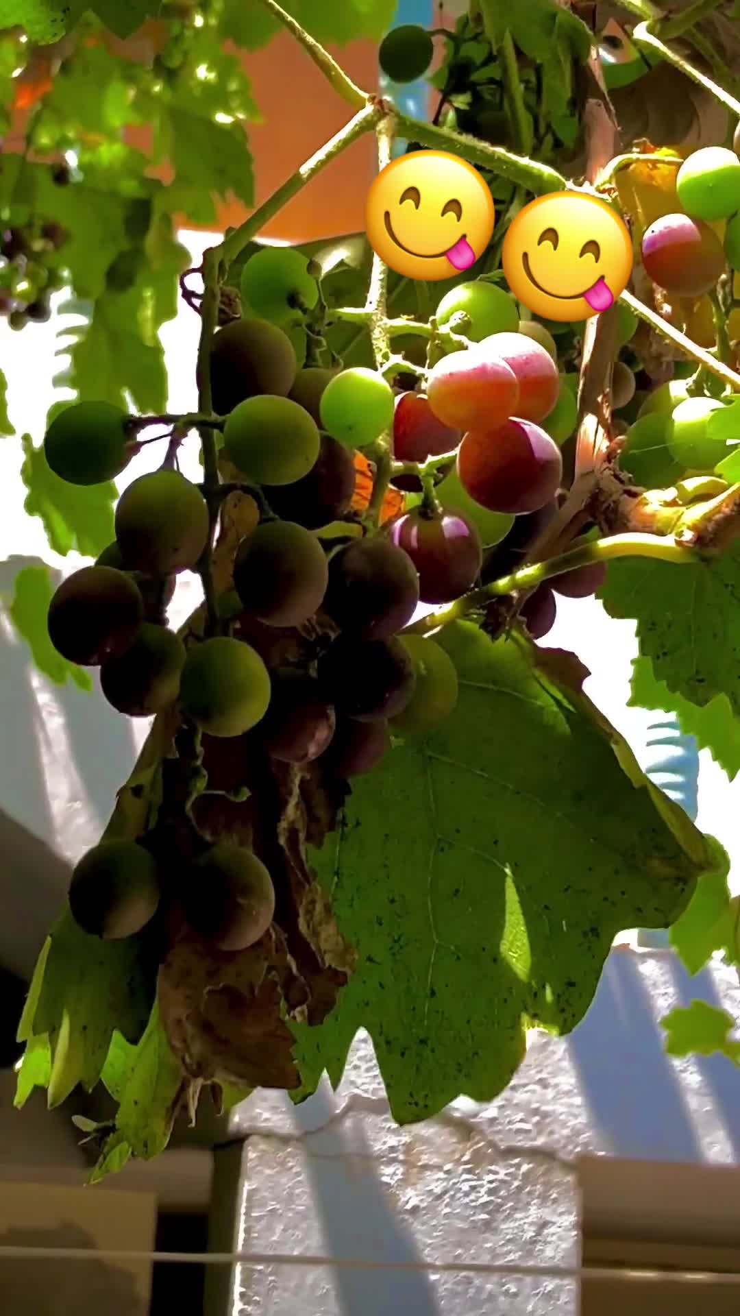 @پنجاب☘️🎋🌿