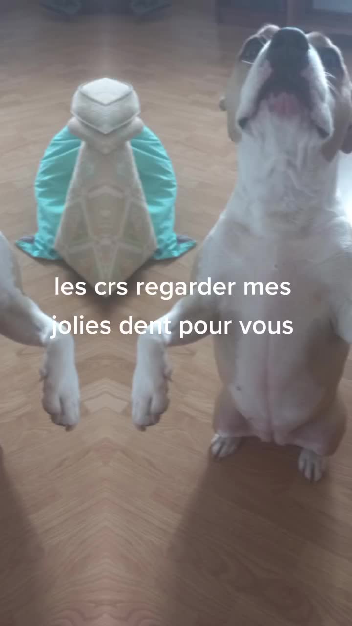@Orsu