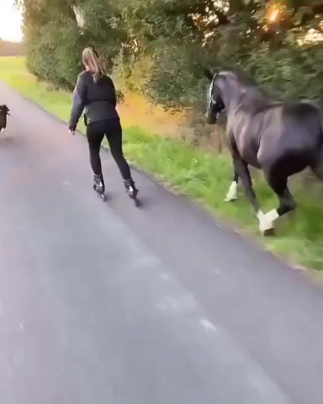 @Funny Animals World R