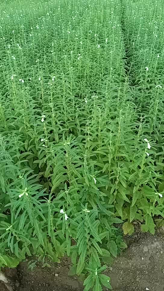 @khodal_chhori_