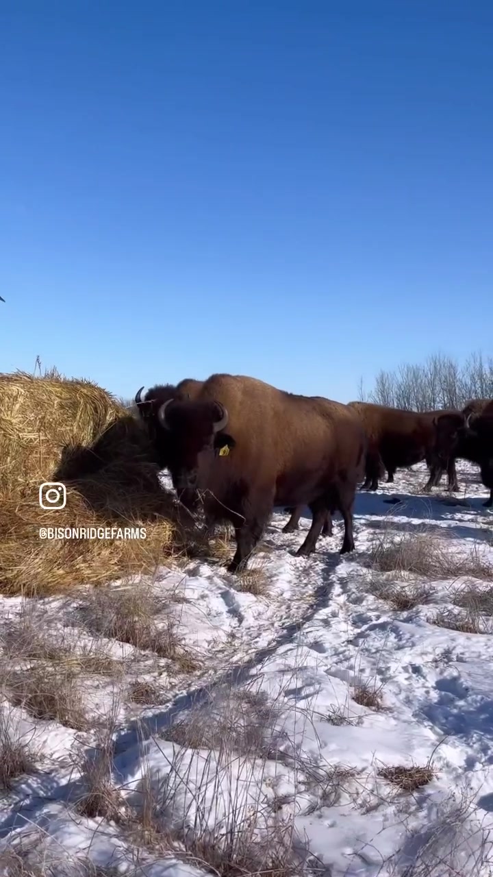 @Bison Ridge Farms