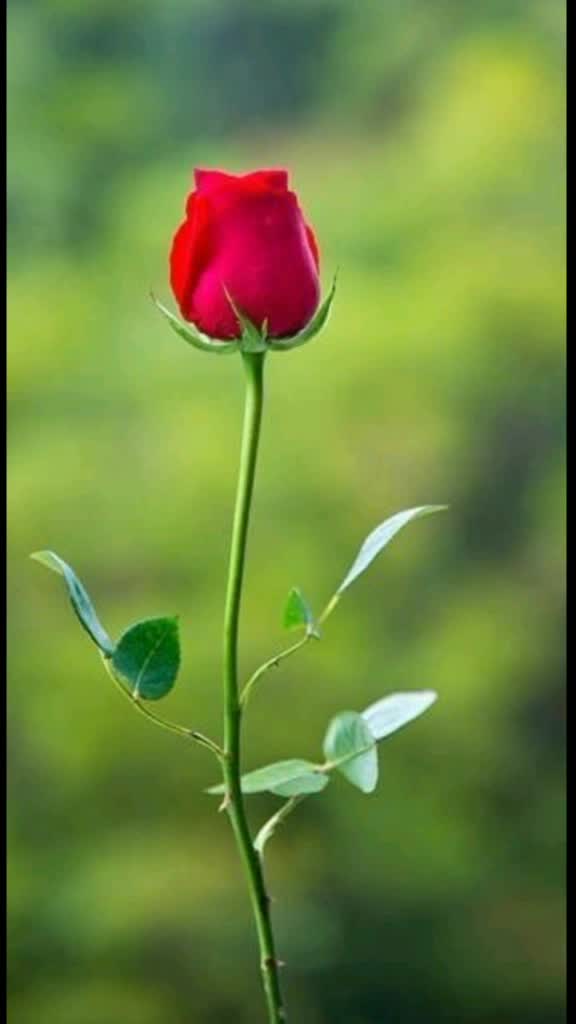 @user6114206545739