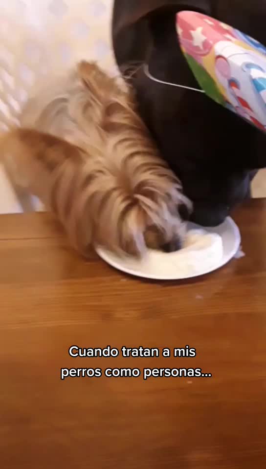 @😍 GOFIO Y PERLA 😍