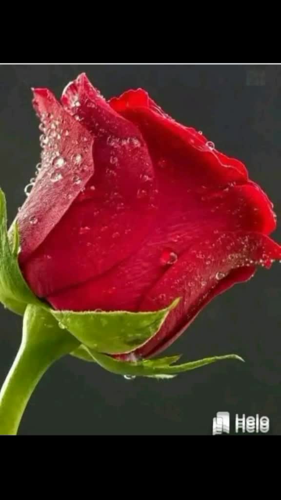 @Lovely Queen