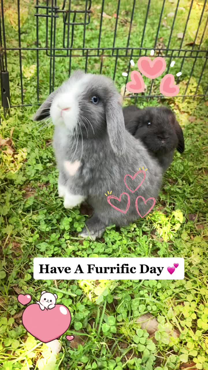 @HighlandRabbitry