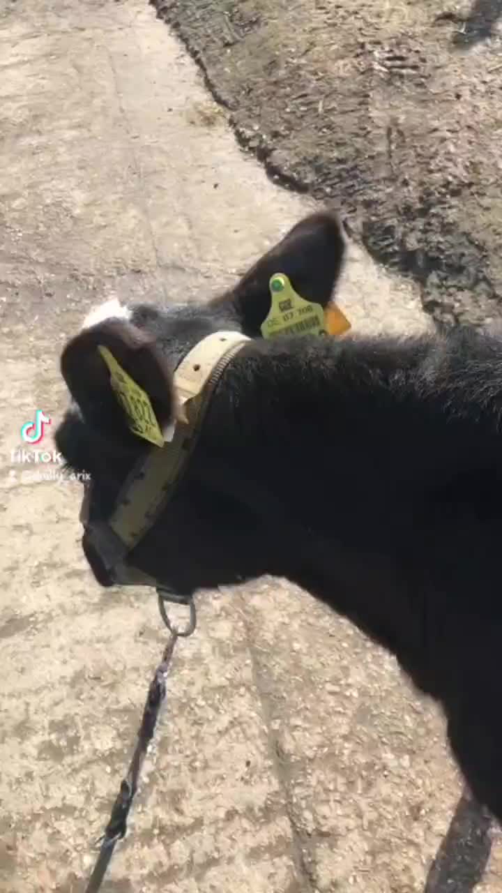@Эмилия_Патрисия