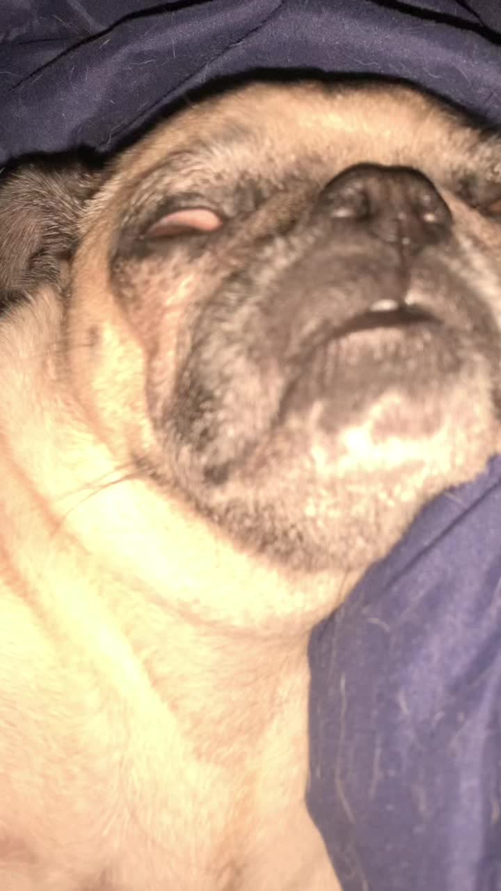 @En Memoria de Ninna Pug