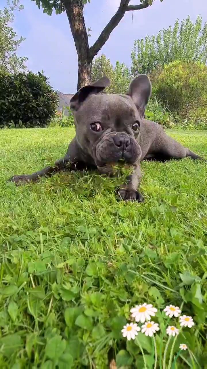 @FrenchieFrieda