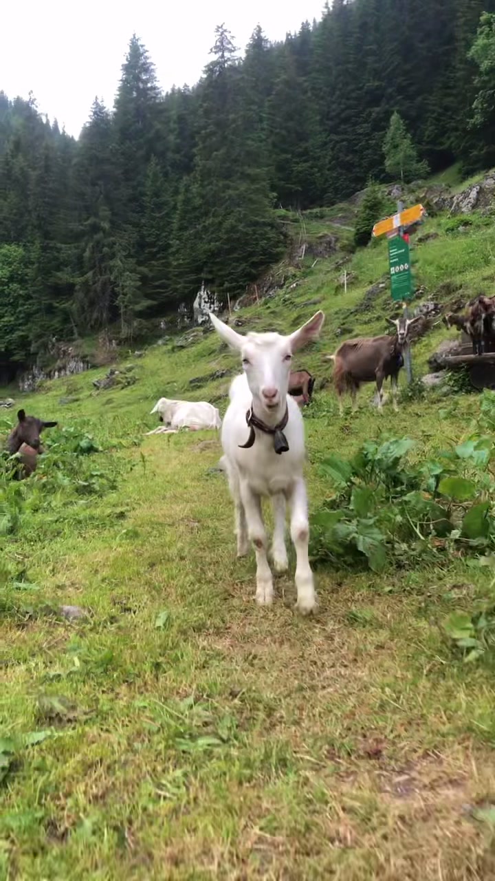 @SwissForestElf