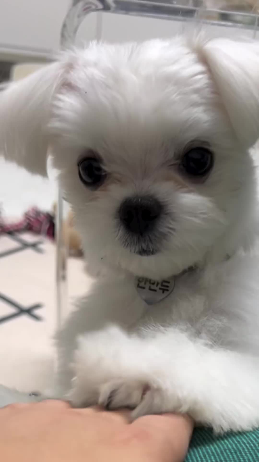 @mildred.the.maltese