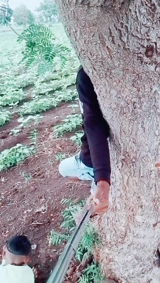 @💠💠Banjara Tigar💠?