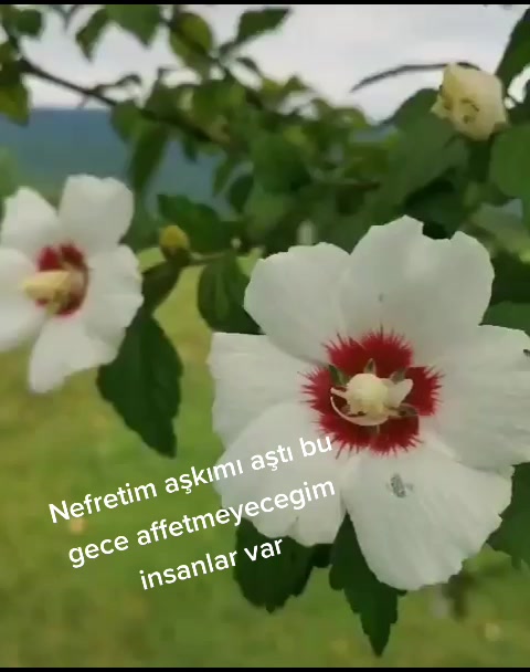 @Esmer esra