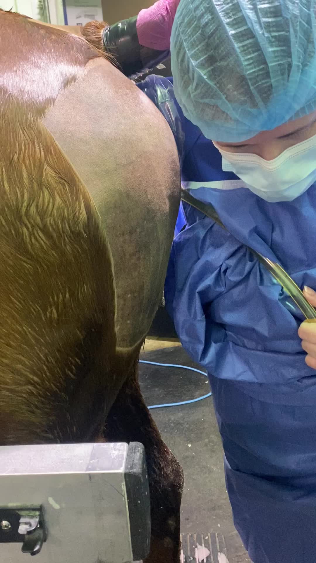 @EquineSurgeryOntario